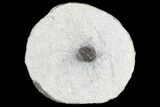 Very Rare Otarionella Trilobite - Jebel Oudriss, Morocco #83352-2